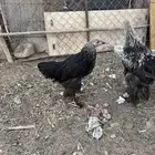 للبيع دجاج براهم