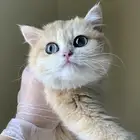 للبيع انثى برتش