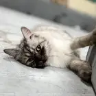 قطه هملايا أليفه أنثى لا يوجد معها شيء (للبيع)