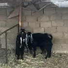 للبيع معزا مراح