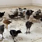 صيصان بلدي وفيومي