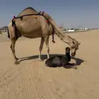 خلفه حمرا كفو توها ناتج تحتها بكره وهديه على الشرط