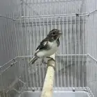 دكر كناري سوري