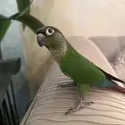 كنيور هدد نشبه