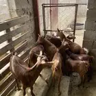 تيوس ذبايح بلدية