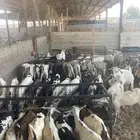 تيوس ذبايح الدمام