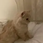 قطو شيرازي للبيع