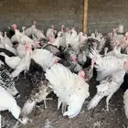 دجاج رومي بشاير