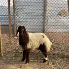 رخل نعيمية طيبة