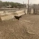 نعجة هجين سواكني القنفذة حلي