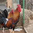 ديوك عربيه ترثه افرق تاج تم البيع تم البيع