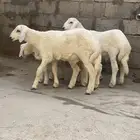 طليان