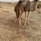قعود للبيع بالربع