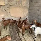 تيوس اعمارها من شهرين الى 4 شهور نظيفه من الامراض