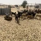 معزا للبيع