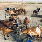معزا جنوبيات اكثرها دفيع حصيب