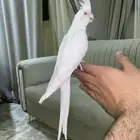 تم البيع