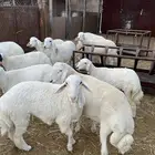 خرفان حريات 6 شهور