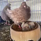 جوز كنق منتج اول انتاج