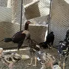فروخ سندي نسل غبشان