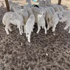بهم حري