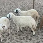 للبيع رحال حريه العمر 4 شهور