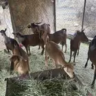9 من المعزاء دهم جم بفحلها
