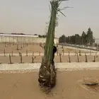 نخل مثمر للبيع مع الغرس بالموقع