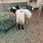 2طليان نعيم جبره مغلقه