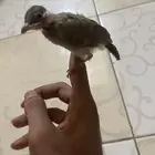 فرخ بلبول