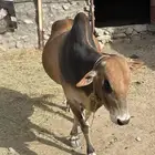 ثور فحل