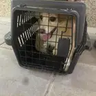 كلب فرنسي اليف