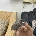 بلبل حساوي اليف هدد للبيع