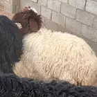 نعيميات للبيع