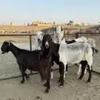 معزا هولنديات دفع للبيع