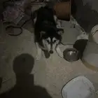 كلبين هاكسي ذكر وأنثى