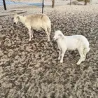 صافات شبب روم