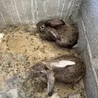 ارانب شانشيلا للبيع