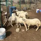 خرفان