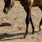 اللبيع مهره