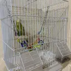 عصفور للبيع انثى