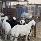 طليان نجادا وحريه