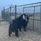 تيوس فحول للبيع طيبه