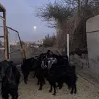 غنم للبيع