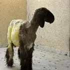 صنف نعيمي