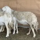 حريات صنف الصنف مراح متعوب عليه