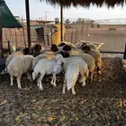 جذعات نعيم