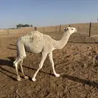 للبيع حواره العمر 7 شهور ونص