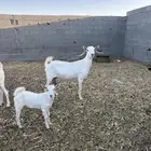 عنز بيشية برصا