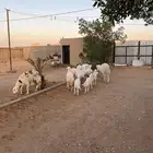 غنم حريات متابيع